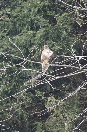 Mäusebussard