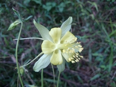 Aquilegia longissima