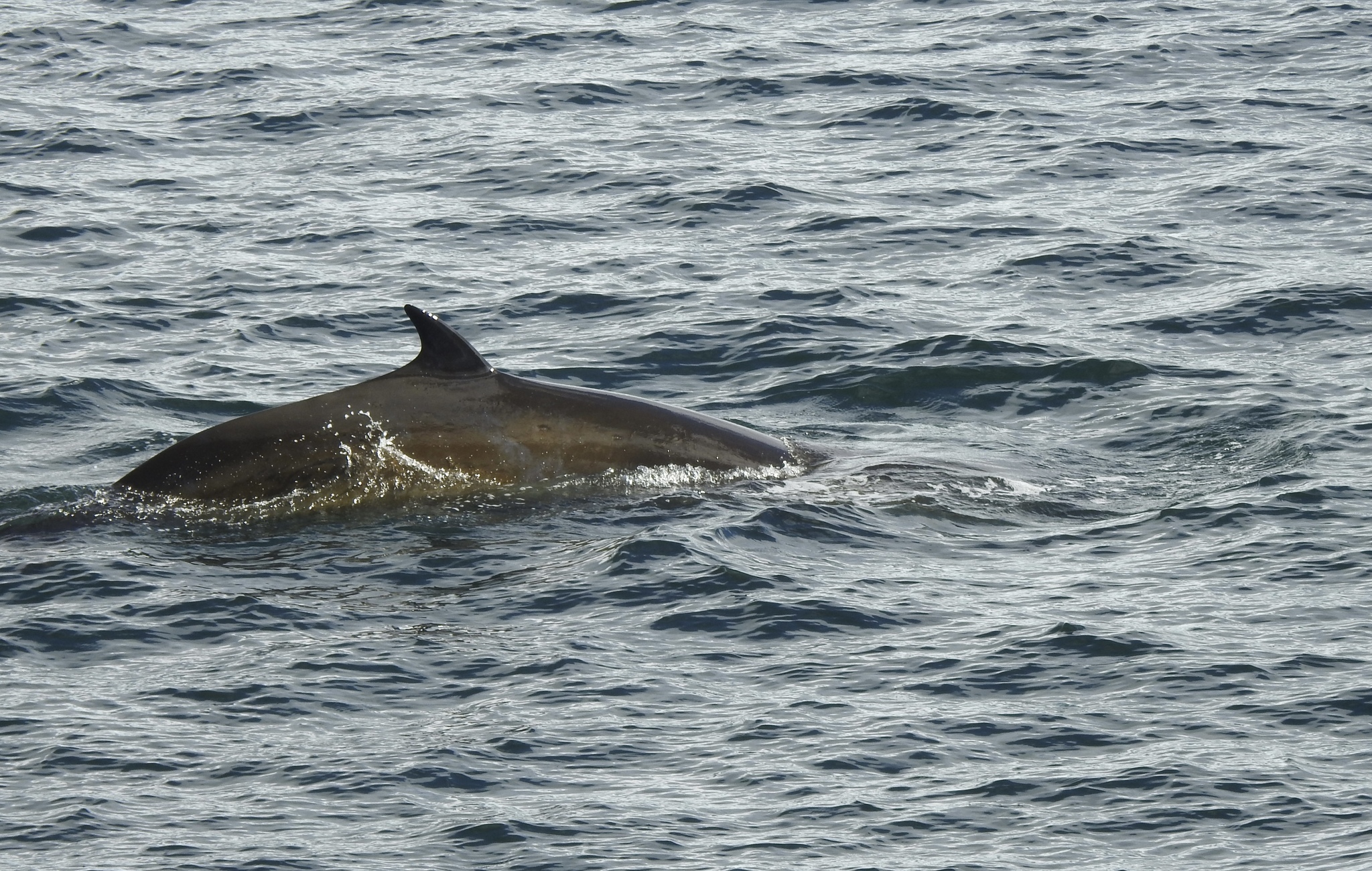 Balaenoptera bonaerensis
