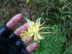Aquilegia longissima