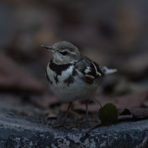 Forest Wagtail (Dendronanthus indicus), photo 9
