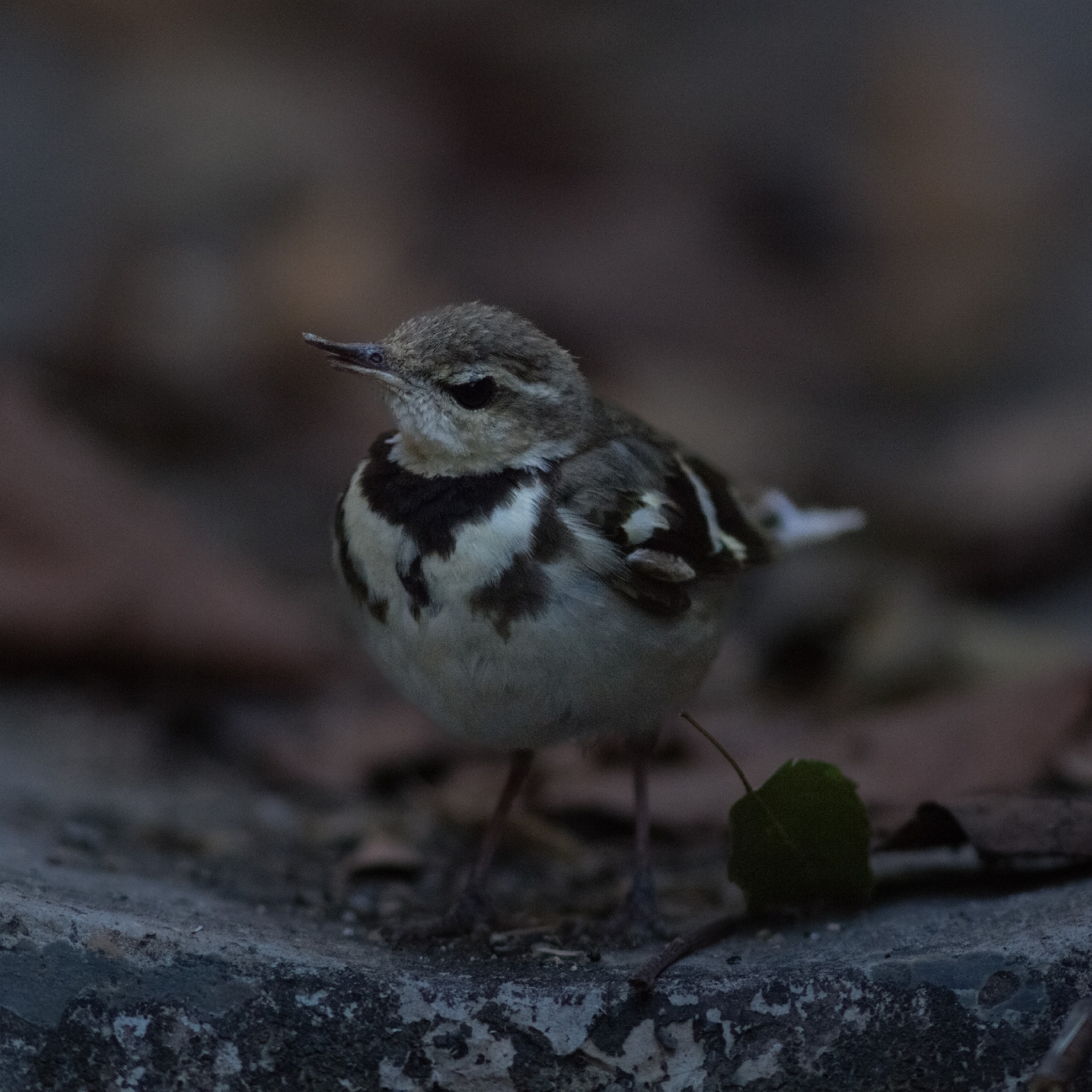 Forest Wagtail illustration