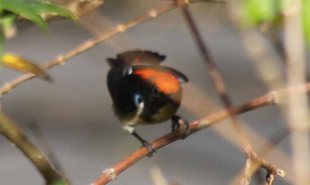 Scarlet-backed Flowerpecker (Dicaeum cruentatum), photo 10