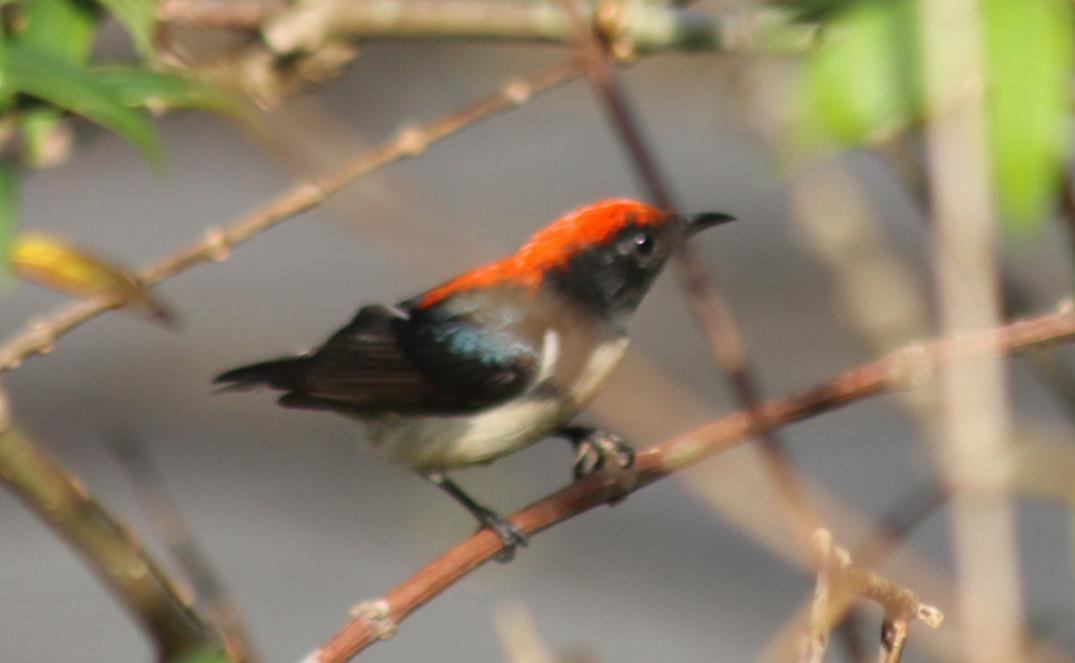 Scarlet-backed Flowerpecker (Dicaeum cruentatum), photo 8