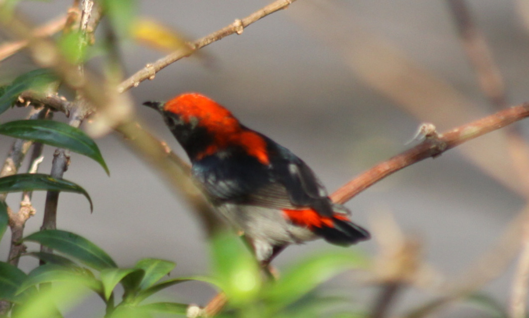 Scarlet-backed Flowerpecker (Dicaeum cruentatum), photo 6