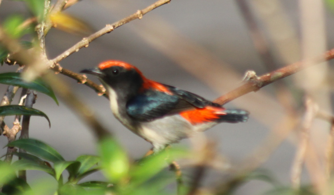 Scarlet-backed Flowerpecker (Dicaeum cruentatum), photo 4