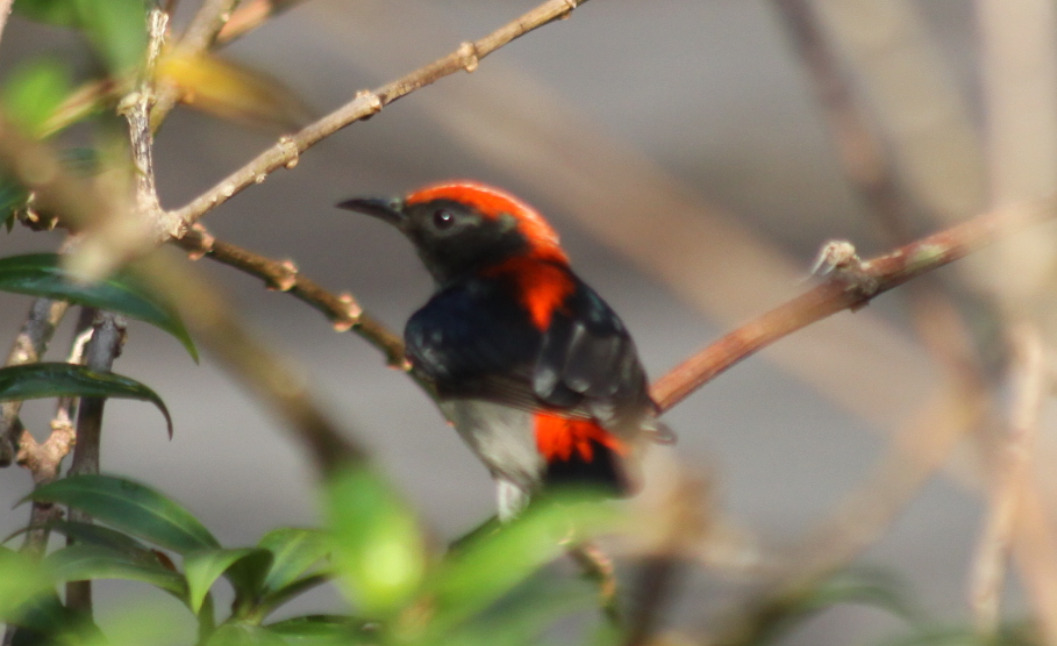 Scarlet-backed Flowerpecker (Dicaeum cruentatum), photo 7