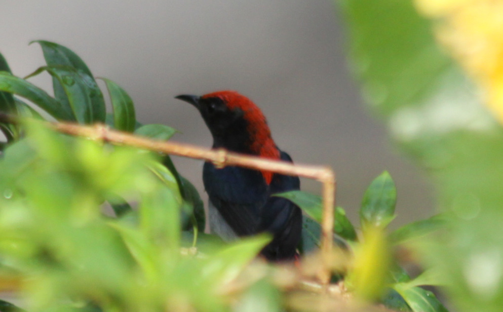 Scarlet-backed Flowerpecker (Dicaeum cruentatum), photo 9