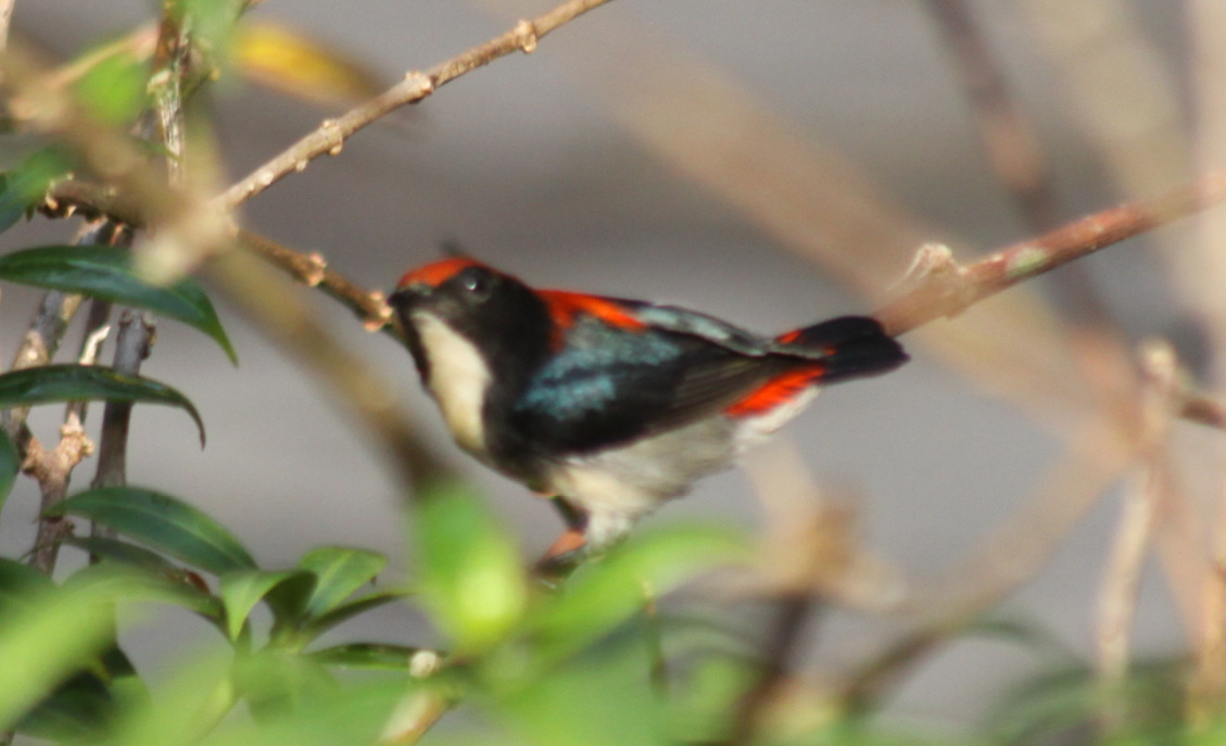 Scarlet-backed Flowerpecker (Dicaeum cruentatum), photo 5