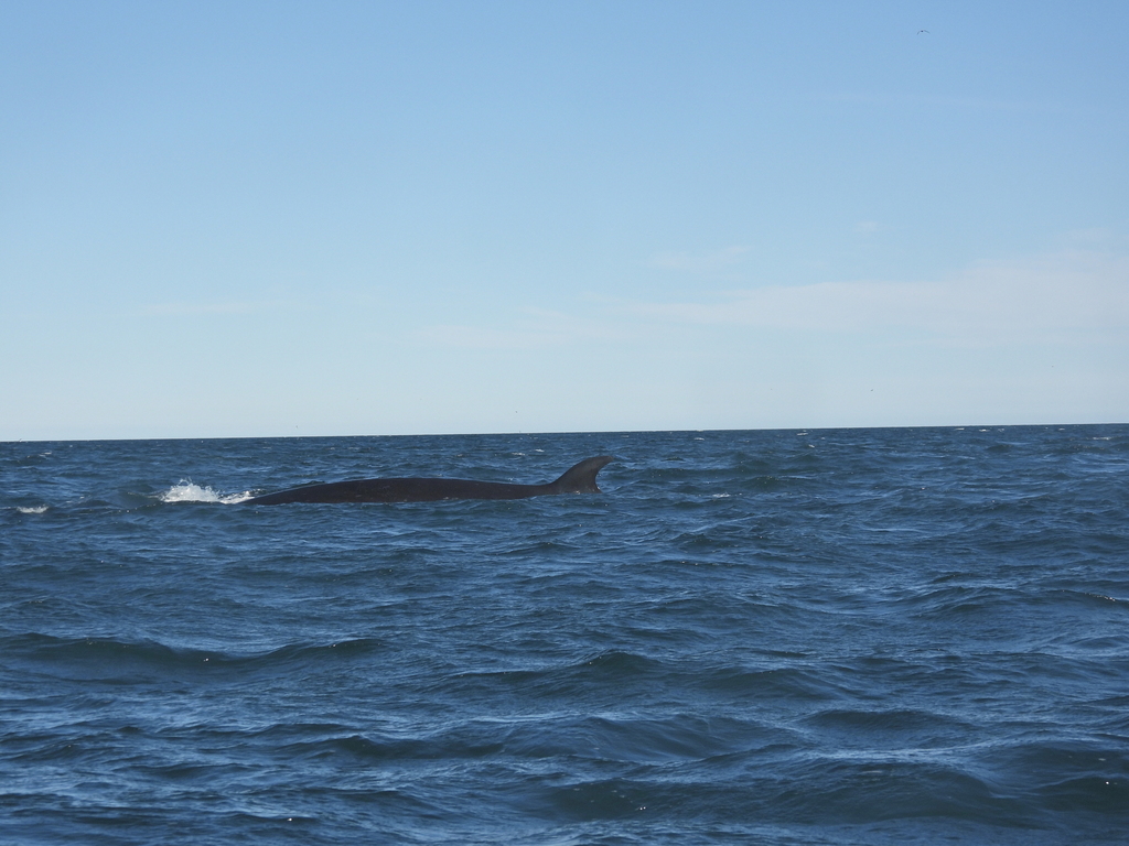 Sei whale surfacing in open sea off Patagonia