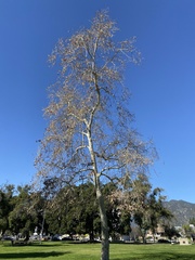 Platanus