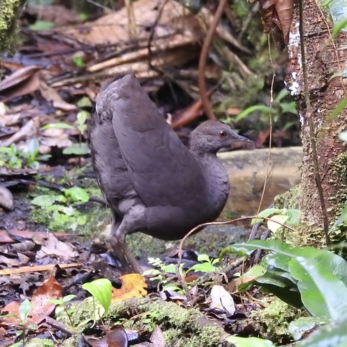 Cinereous Tinamou (Crypturellus cinereus), photo 6