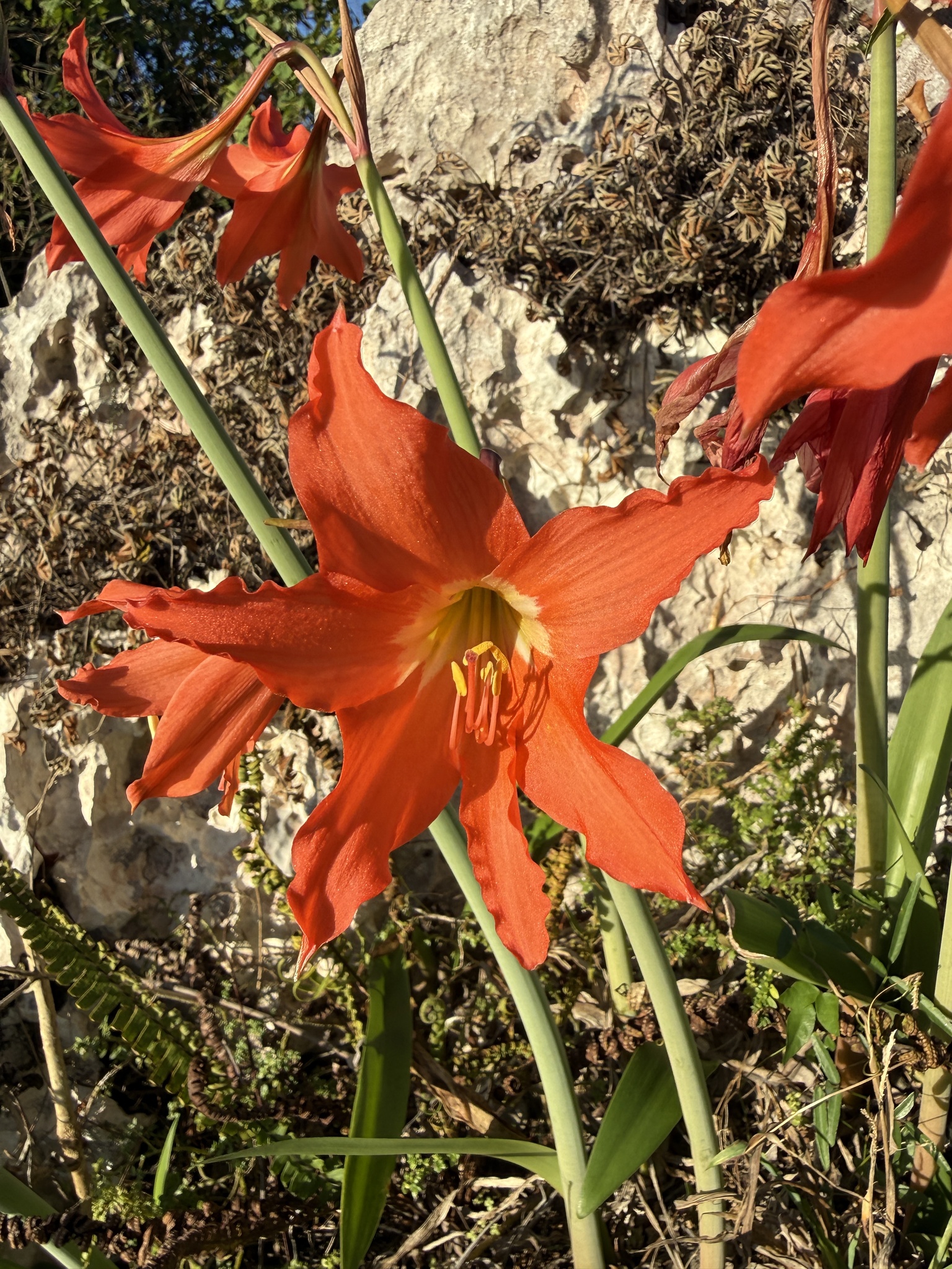 Barbados lily