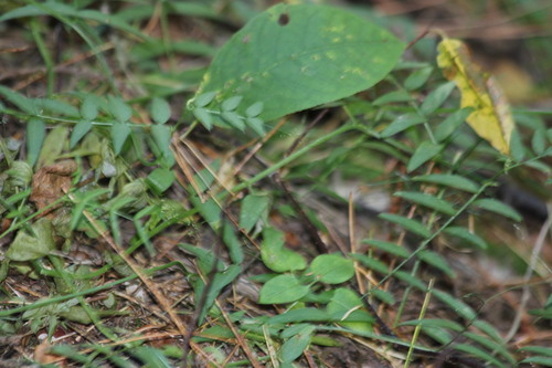 Wood Vetch (Vicia sylvatica)