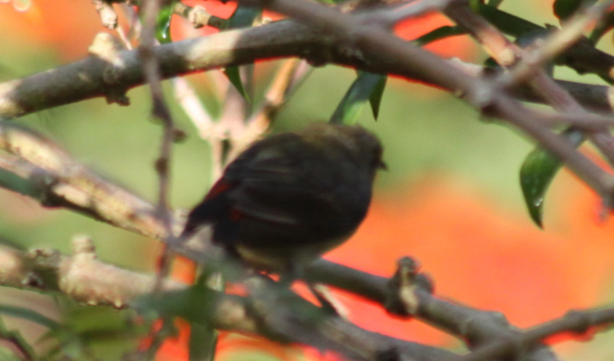 Scarlet-backed Flowerpecker (Dicaeum cruentatum), photo 3