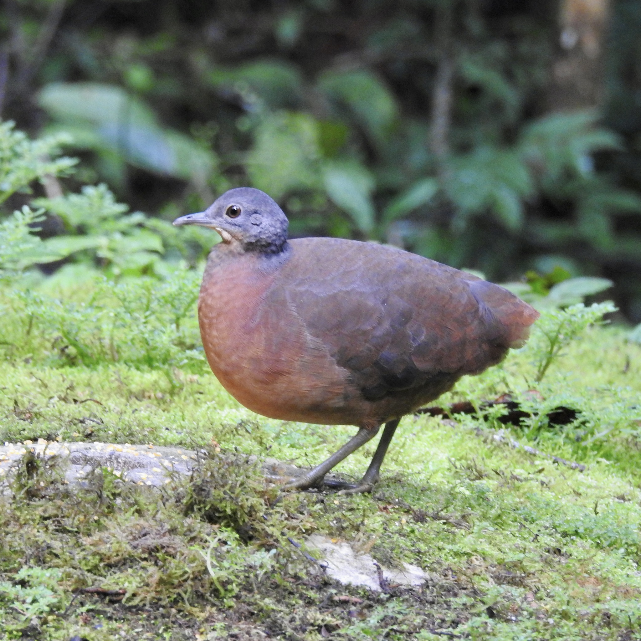 Little Tinamou (Crypturellus soui), photo 6