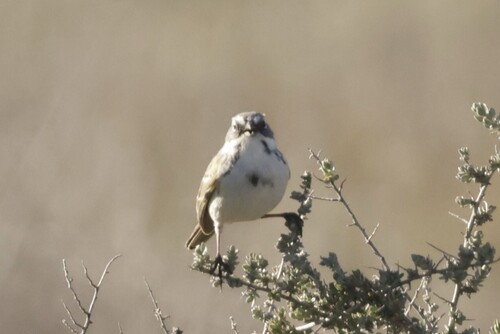Bell's Sparrow (Artemisiospiza belli)