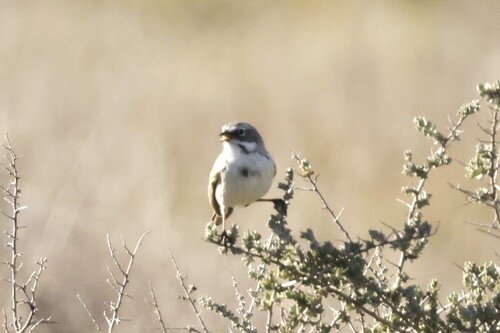 Bell's Sparrow (Artemisiospiza belli), photo 2