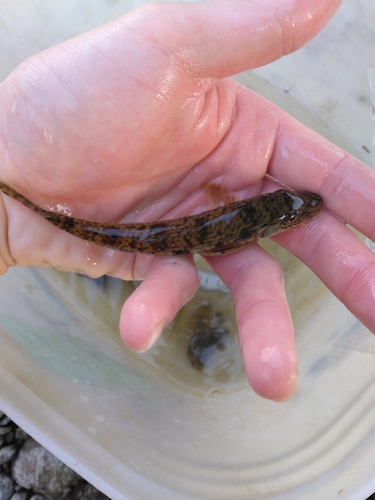 Pike gudgeon (Pseudogobio esocinus) — Cyprinidae — 3