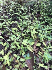 Callisia repens