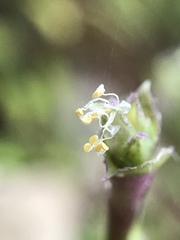Callisia repens