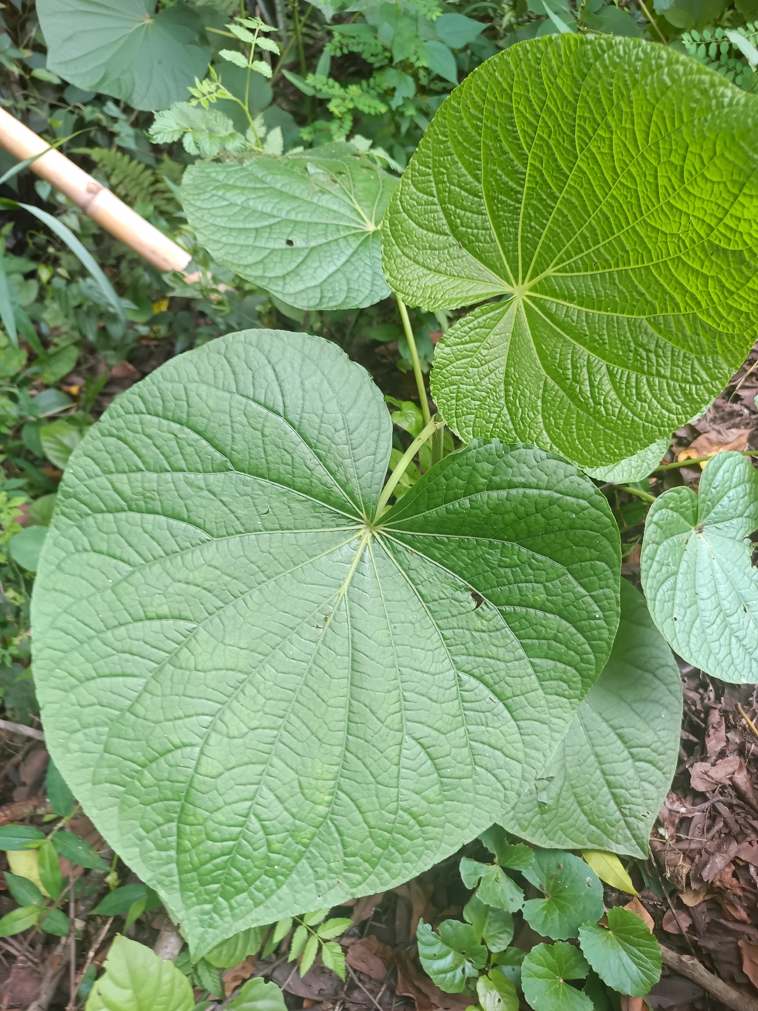 Piper umbellatum
