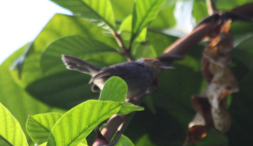 Ashy Tailorbird (Orthotomus ruficeps), photo 6