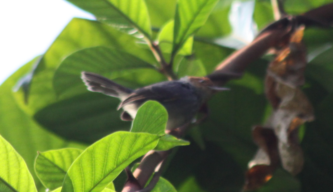 Ashy Tailorbird (Orthotomus ruficeps), photo 6