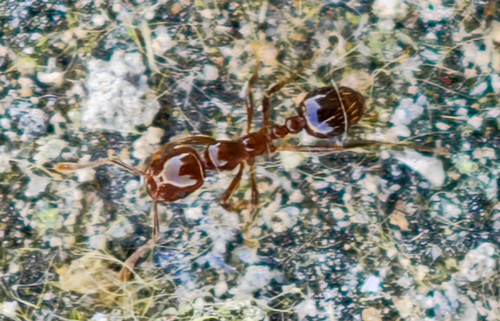 Red Imported Fire Ant