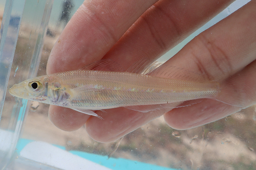 Asian sillago (Sillago asiatica) — Sillaginidae — 5