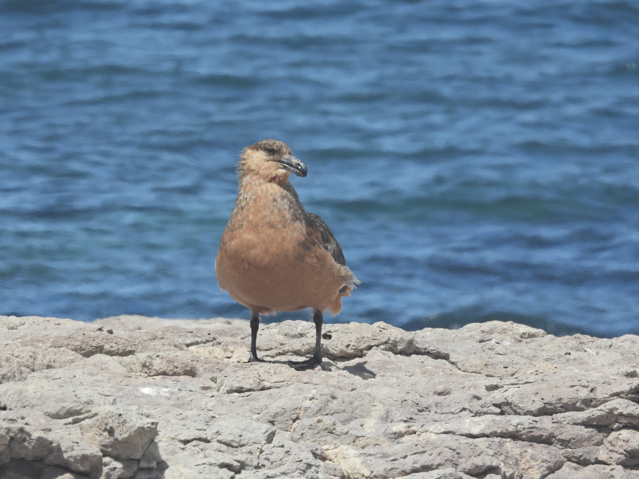 Chilean Skua (Stercorarius chilensis), photo 2