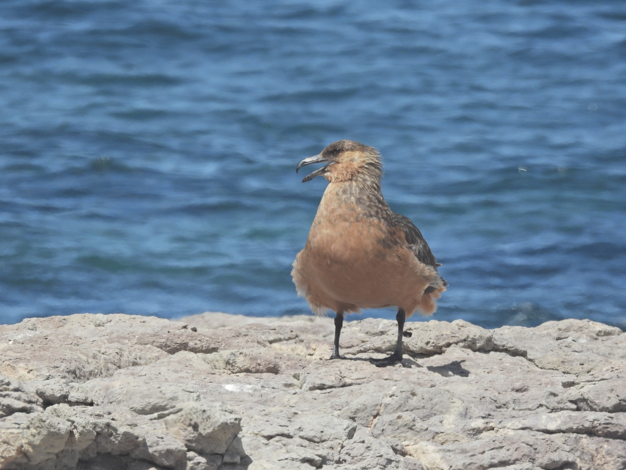 Chilean Skua (Stercorarius chilensis), photo 3