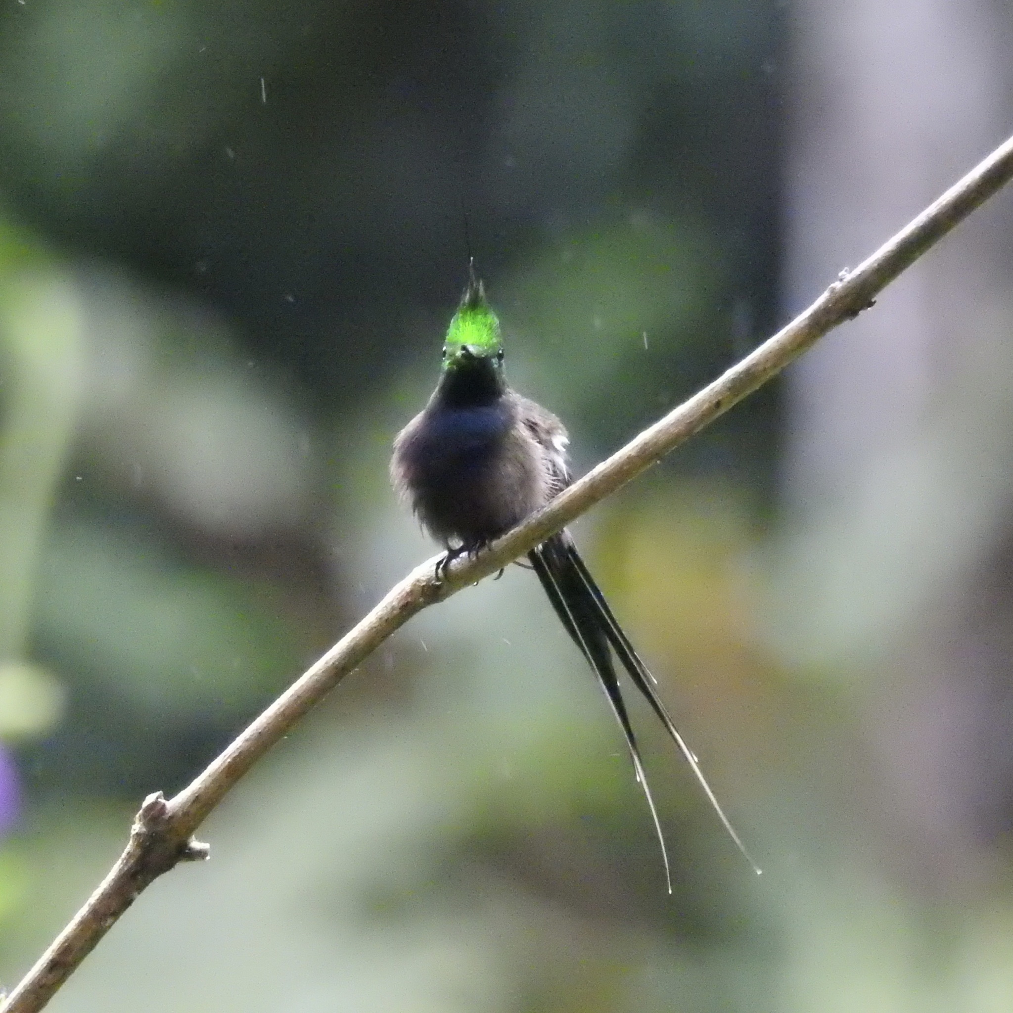 Wire-crested Thorntail (Discosura popelairii), photo 4