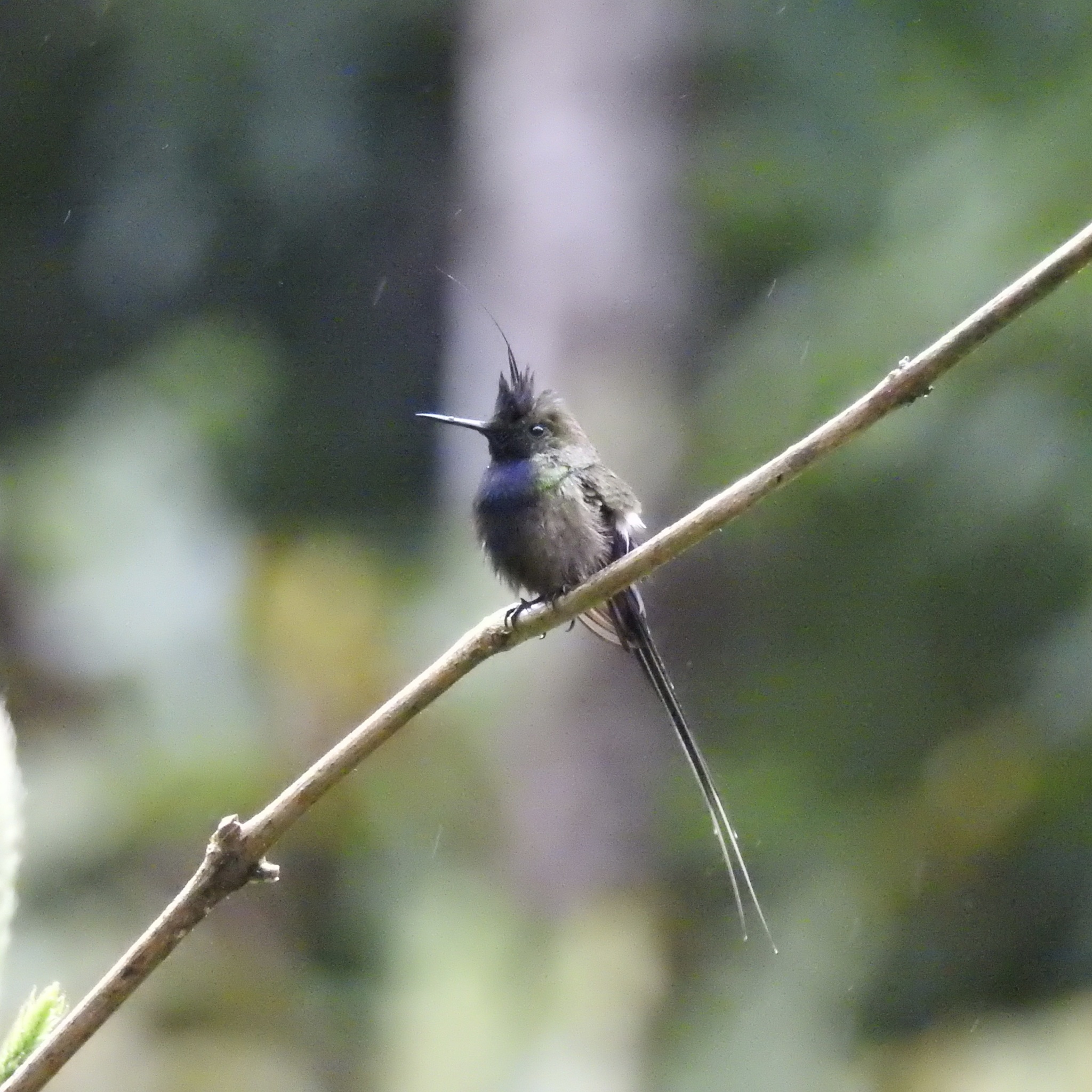 Wire-crested Thorntail (Discosura popelairii), photo 5