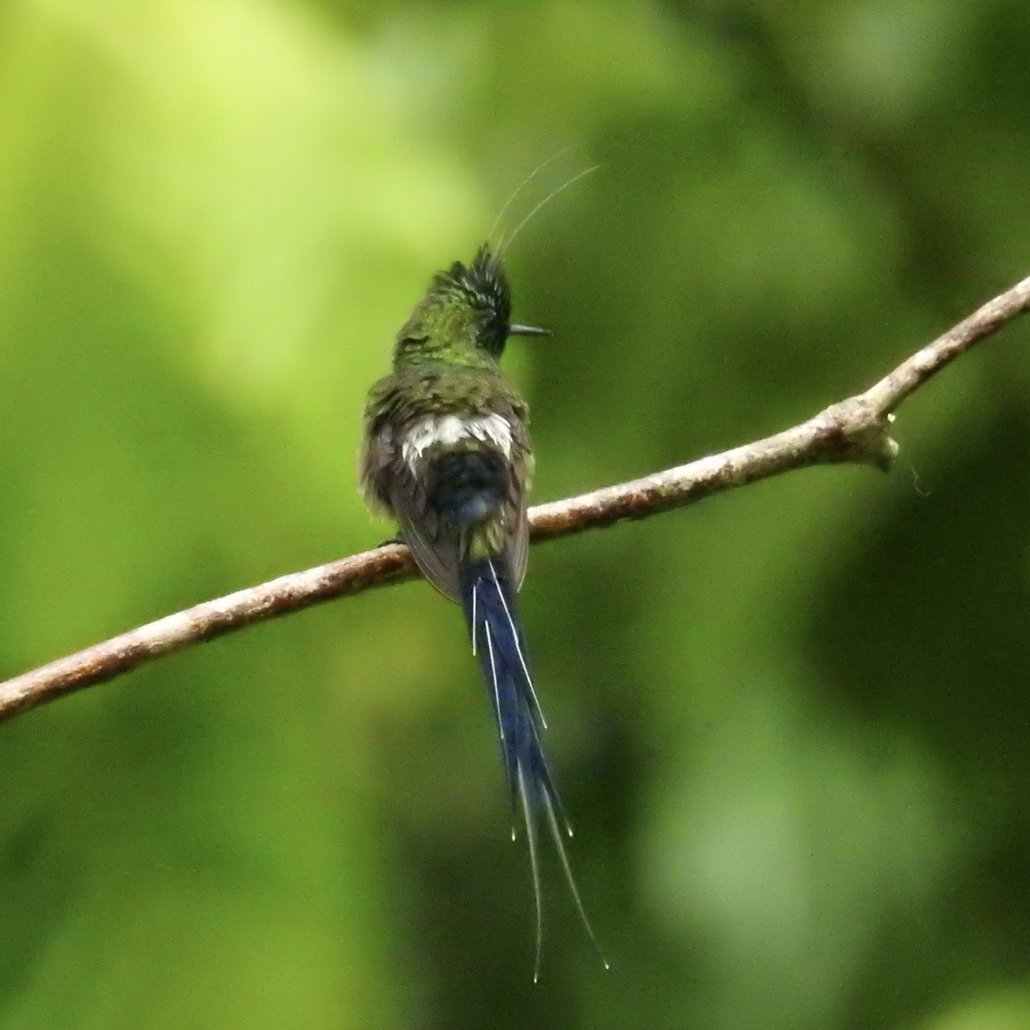 Wire-crested Thorntail (Discosura popelairii), photo 6