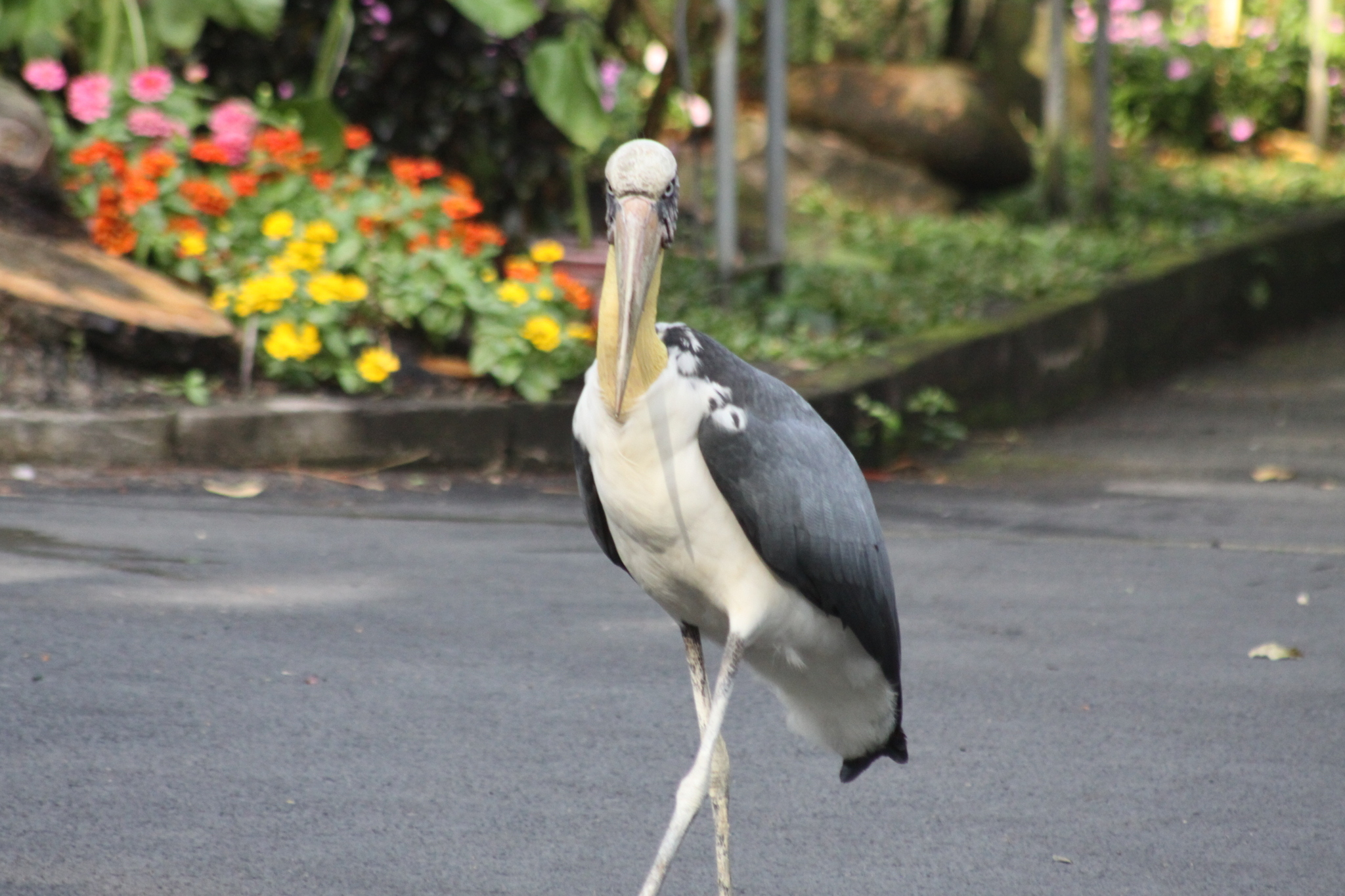 Lesser Adjutant (Leptoptilos javanicus), photo 6