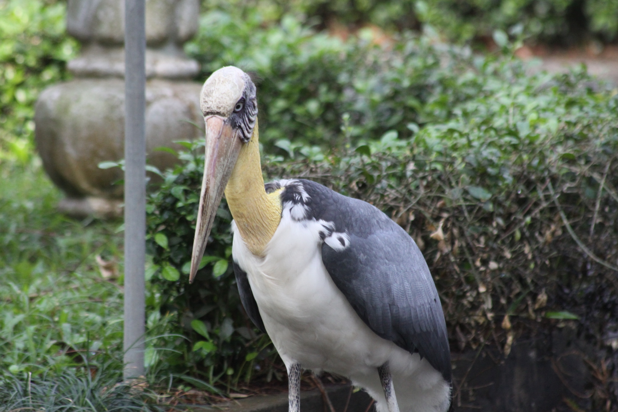 Lesser Adjutant (Leptoptilos javanicus), photo 7