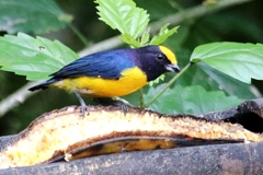 Euphonia xanthogaster
