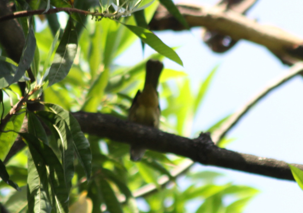 Ayeyarwady Bulbul (Pycnonotus blanfordi), photo 5