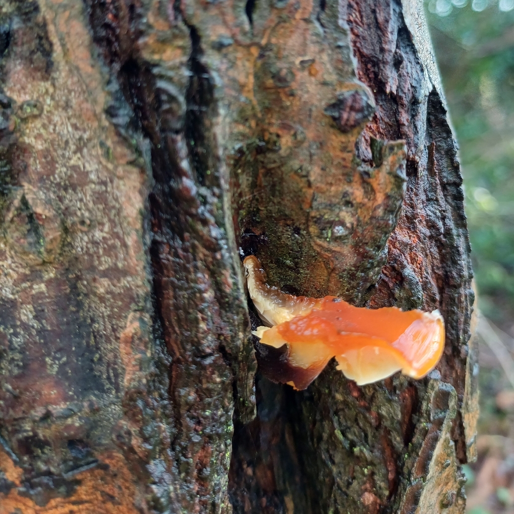 Laetiporus sulphureus · January 2026 · photo: © e123456 (iNaturalist, cc-by)