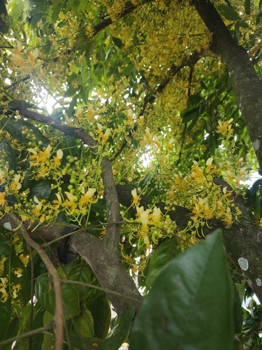 Swartzia pittieri