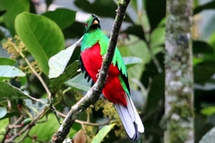 Pharomachrus antisianus