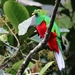 Crested Quetzal - Photo (c) subhashc, some rights reserved (CC BY-NC)