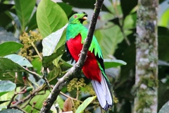 Pharomachrus antisianus