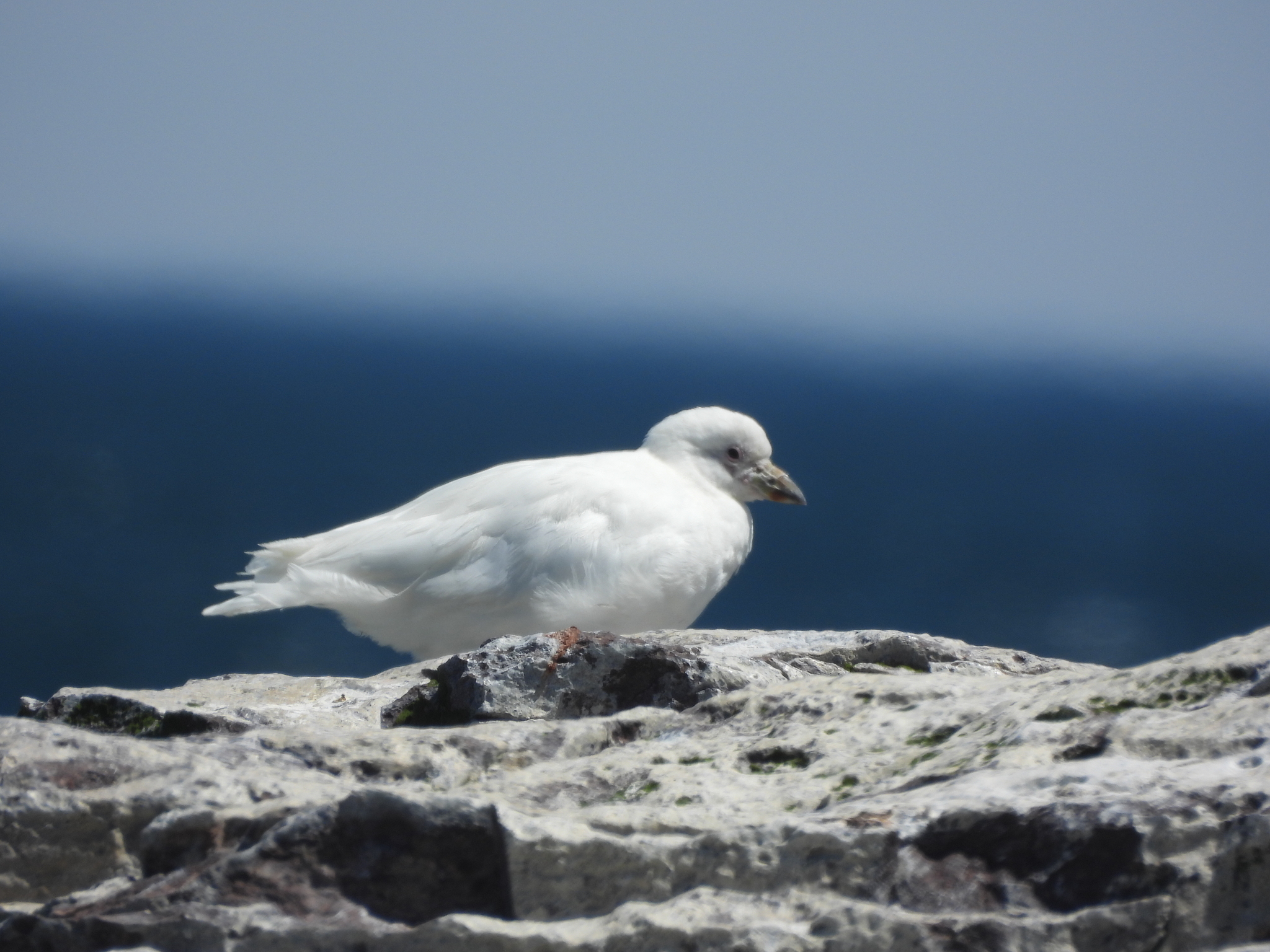 Snowy Sheathbill (Chionis albus), photo 3