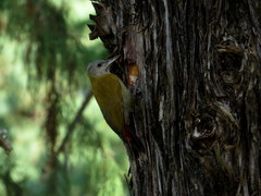 Chloropicus griseocephalus