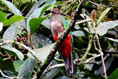 Pharomachrus antisianus