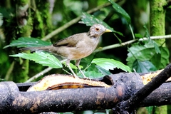 Turdus maculirostris