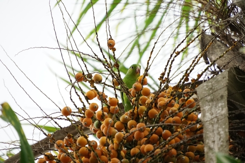 Plain Parakeet (Brotogeris tirica), photo 8