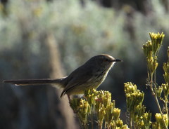 Prinia hypoxantha
